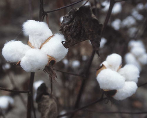 Sourcing of Cotton &amp; Silk